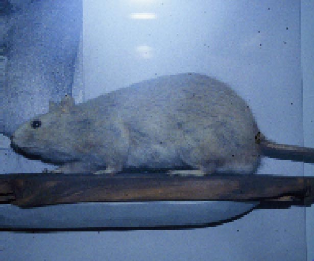 Image of Rattus norvegicus
